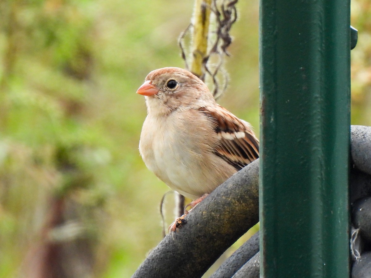 Field Sparrow - ML643093065