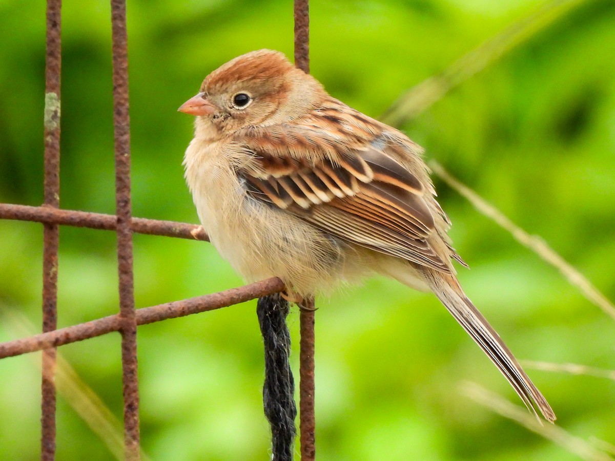 Field Sparrow - ML643093066