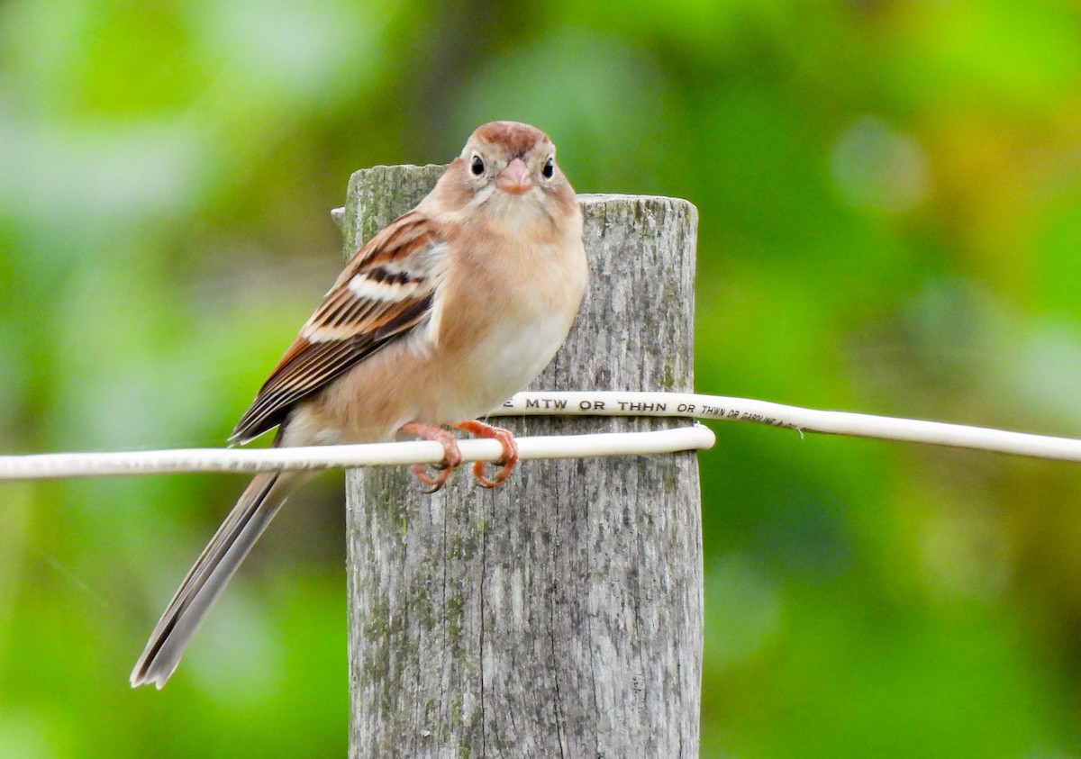 Field Sparrow - ML643093067