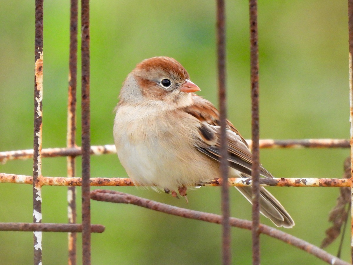 Field Sparrow - ML643093068