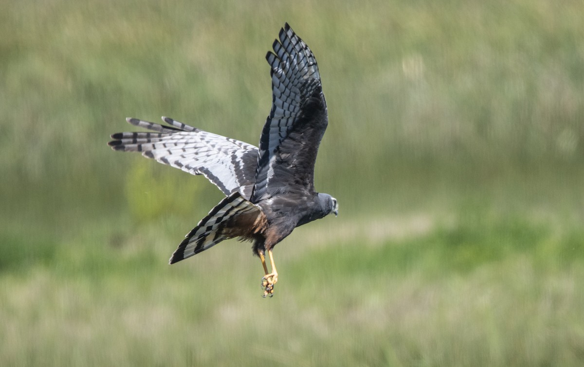 Long-winged Harrier - ML643093105