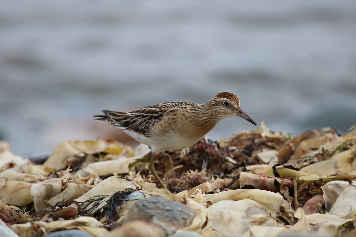 Sharp-tailed Sandpiper - ML643093107
