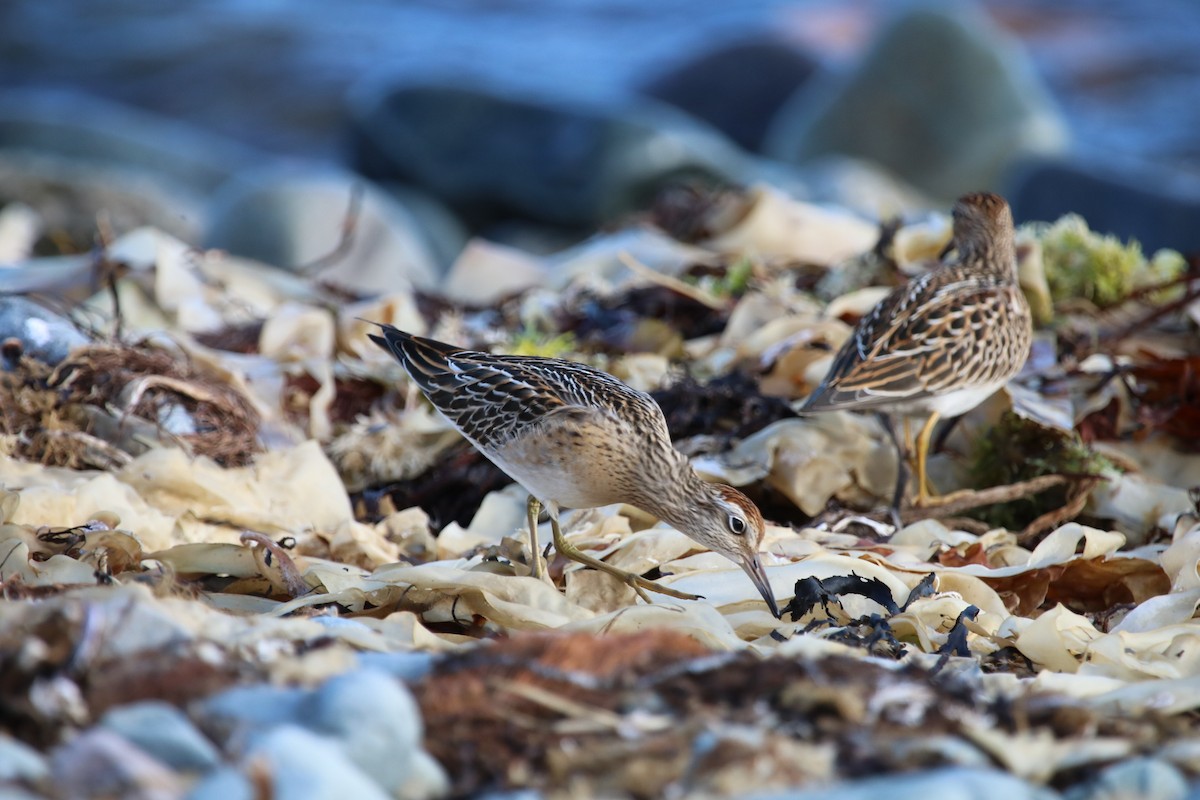 Sharp-tailed Sandpiper - ML643093109