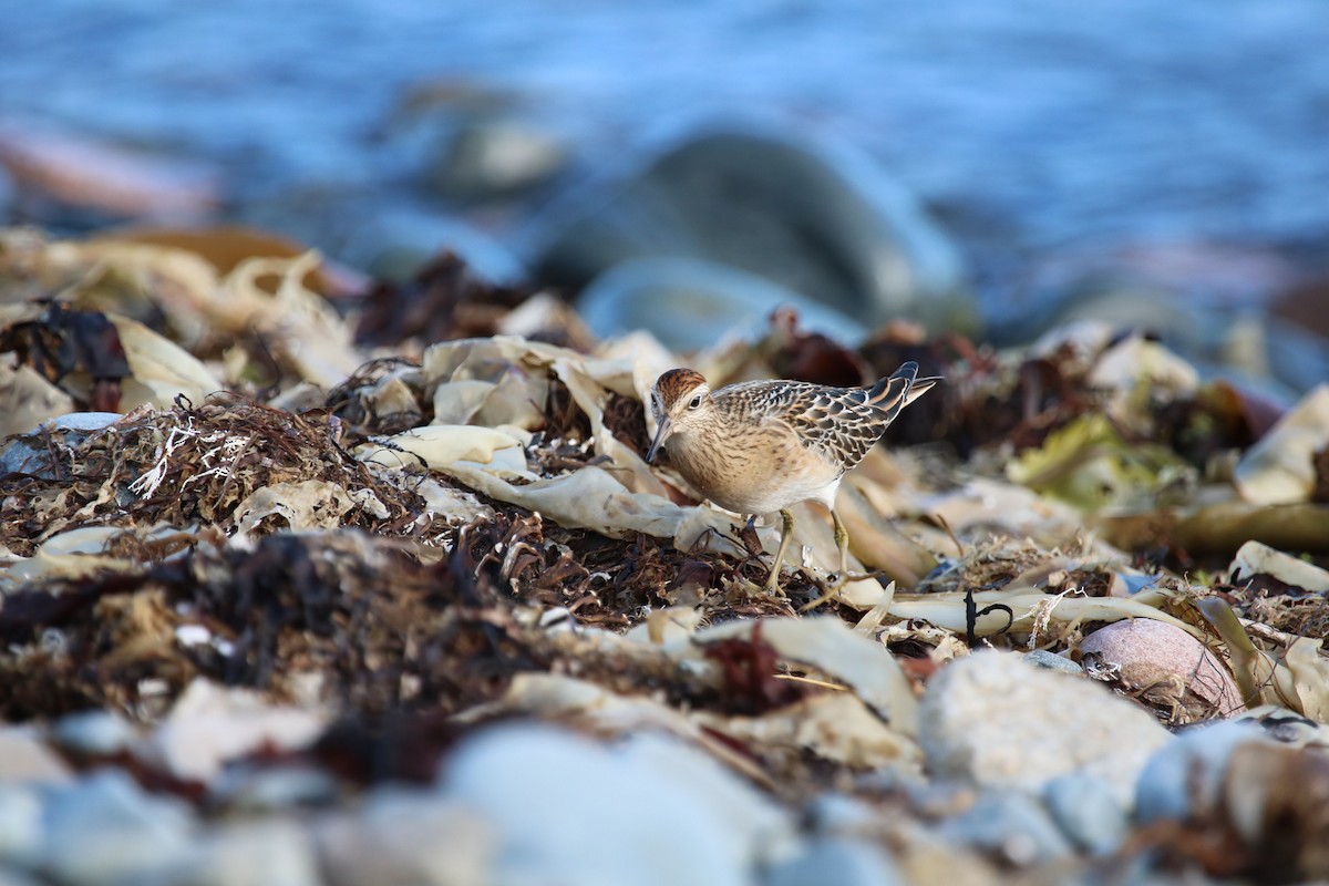 Sharp-tailed Sandpiper - ML643093111