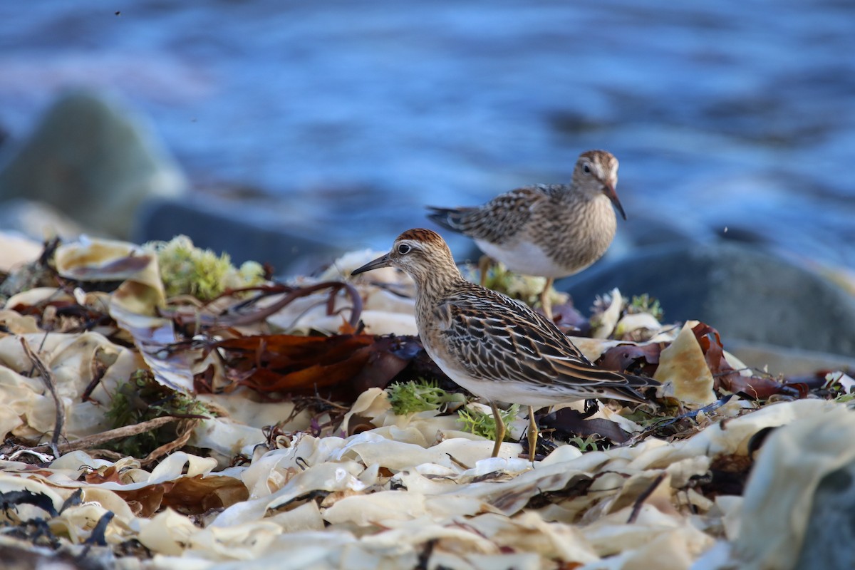 Sharp-tailed Sandpiper - ML643093112