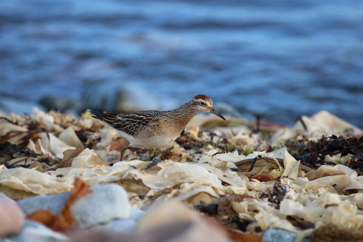 Sharp-tailed Sandpiper - ML643093114
