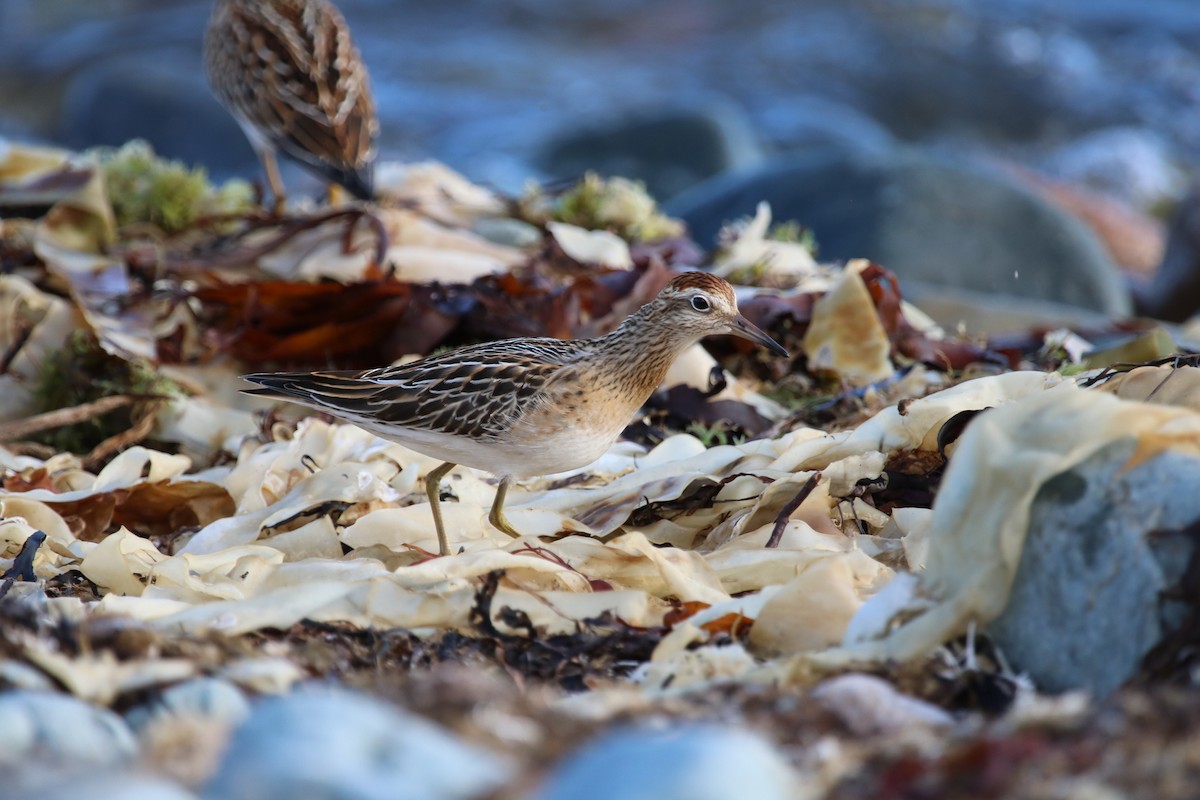 Sharp-tailed Sandpiper - ML643093115