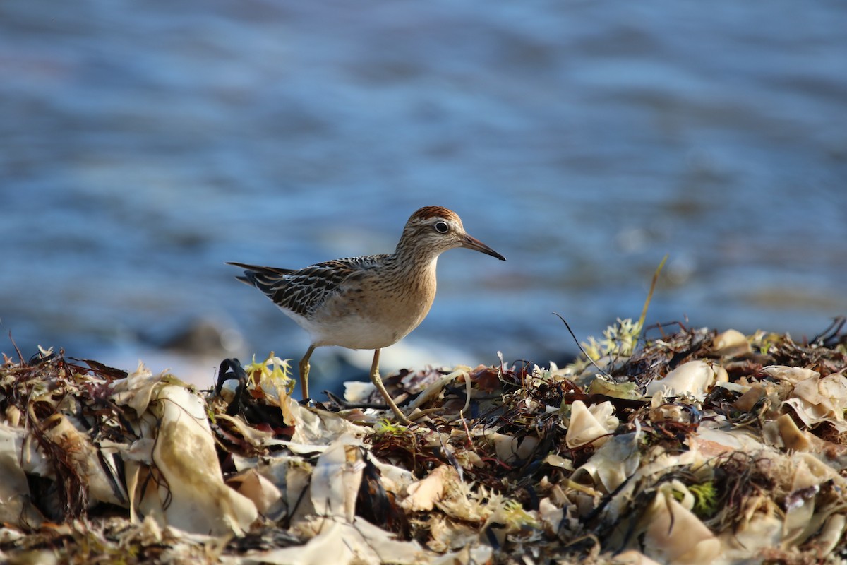 Sharp-tailed Sandpiper - ML643093116