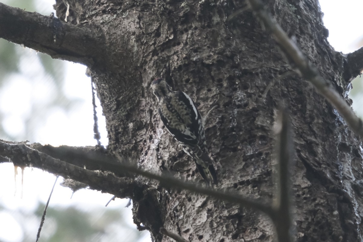 Yellow-bellied Sapsucker - ML643093119