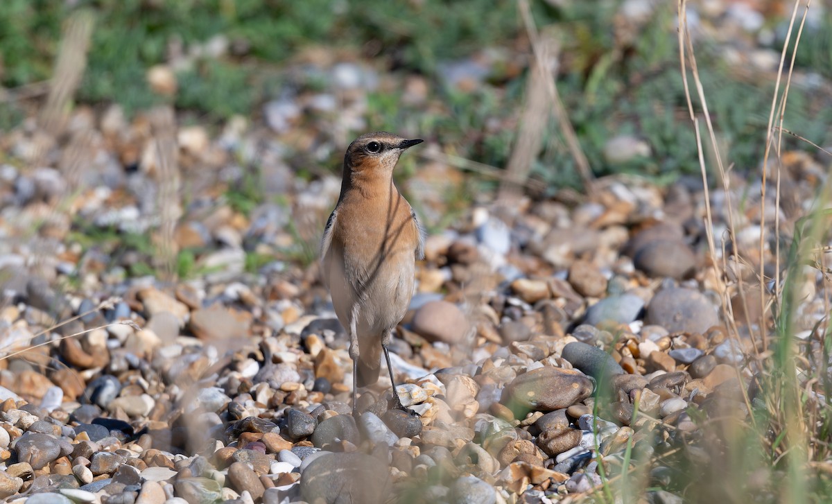 Northern Wheatear (Greenland) - ML643093159