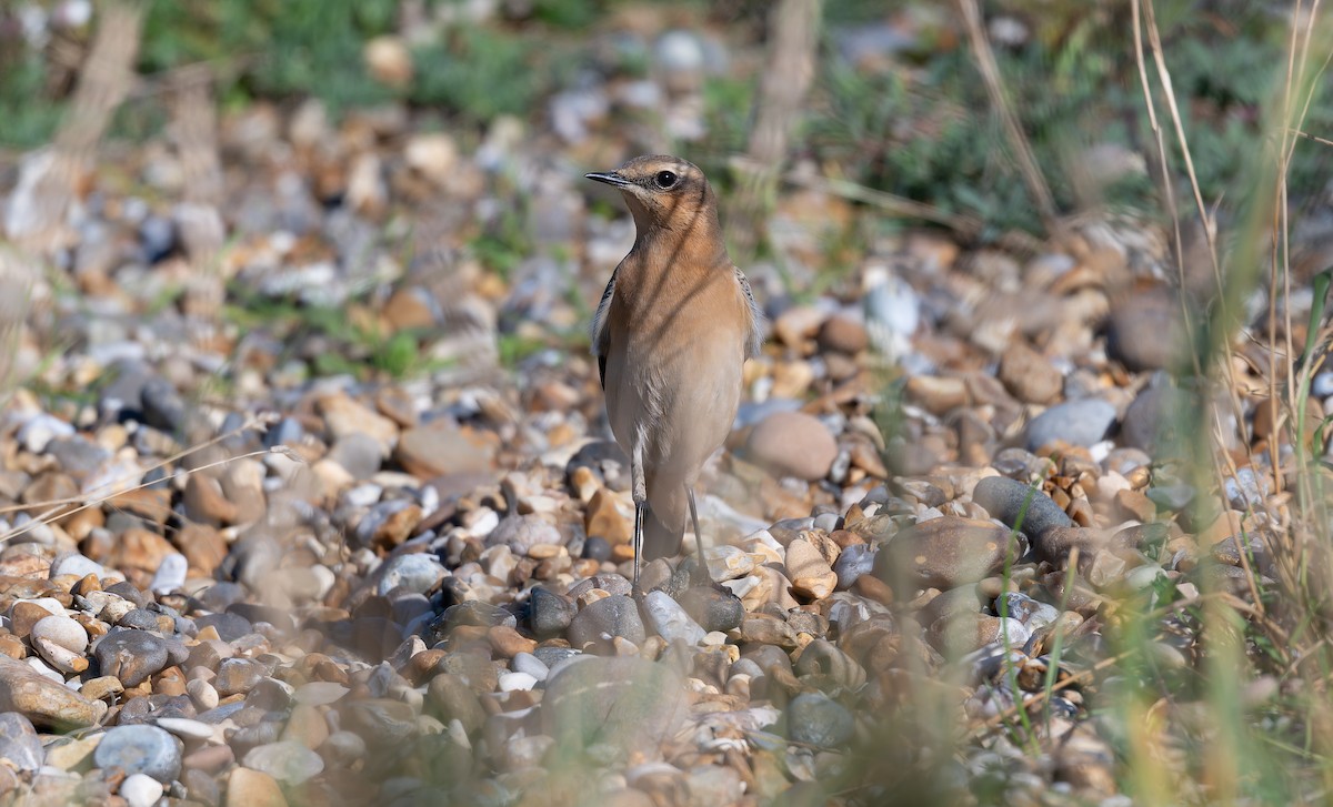 Northern Wheatear (Greenland) - ML643093160