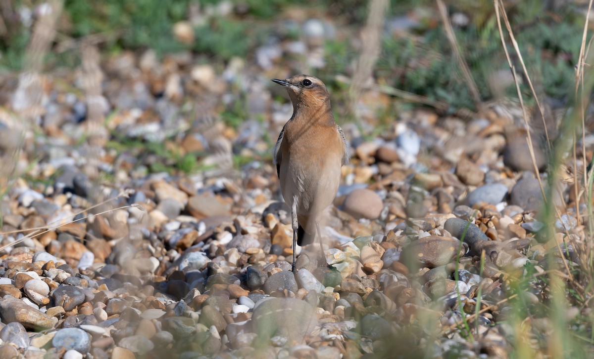 Northern Wheatear (Greenland) - ML643093161