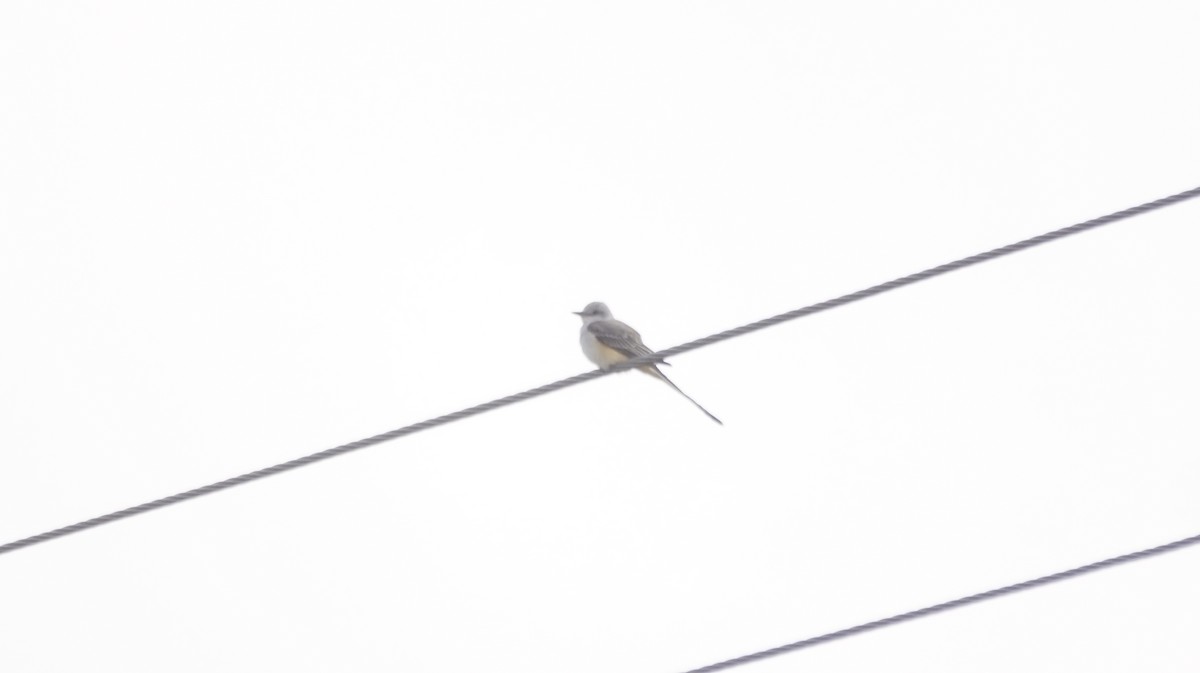 Scissor-tailed Flycatcher - ML643093162