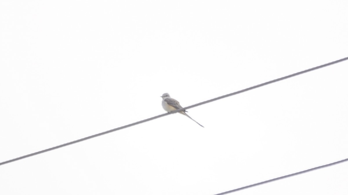 Scissor-tailed Flycatcher - ML643093163