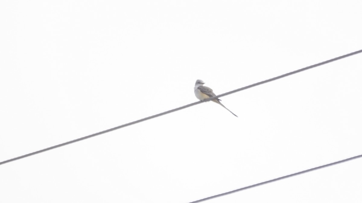 Scissor-tailed Flycatcher - ML643093164