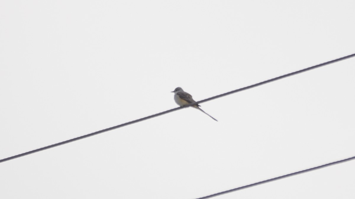 Scissor-tailed Flycatcher - ML643093165