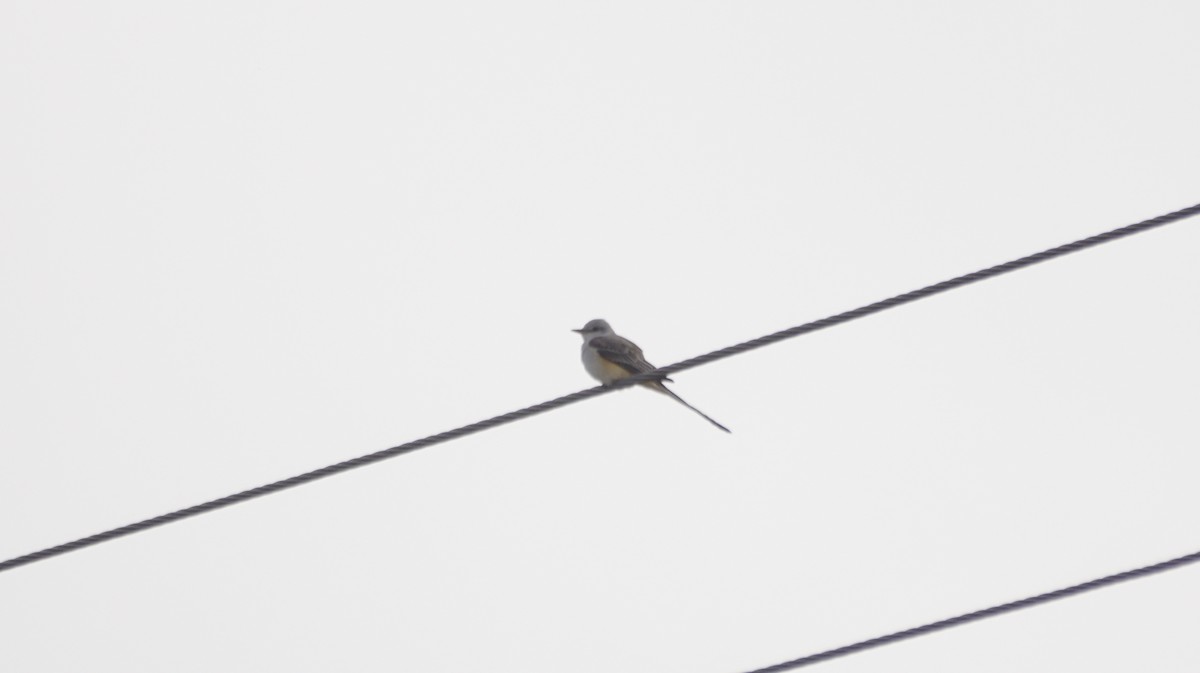 Scissor-tailed Flycatcher - ML643093166