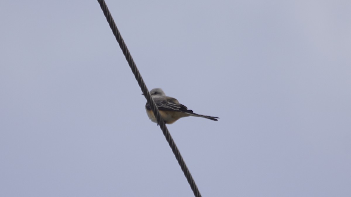 Scissor-tailed Flycatcher - ML643093167