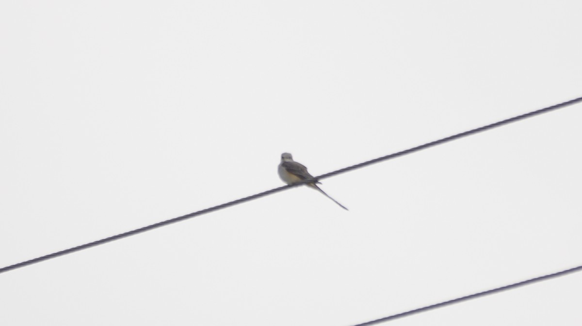 Scissor-tailed Flycatcher - ML643093168