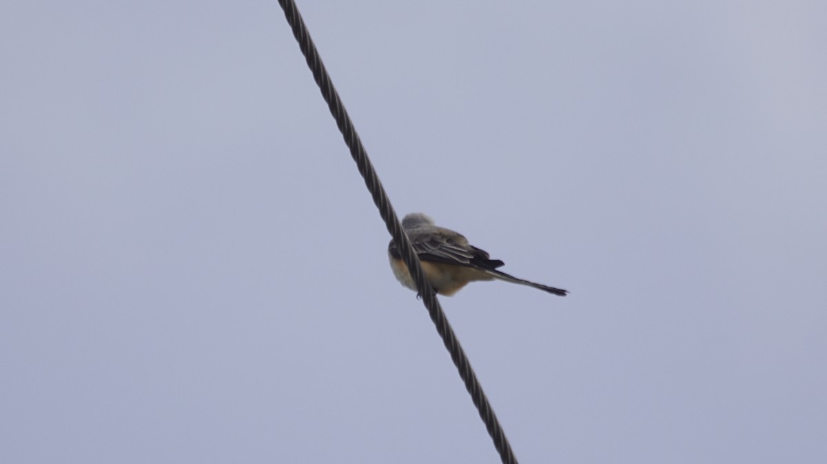 Scissor-tailed Flycatcher - ML643093169