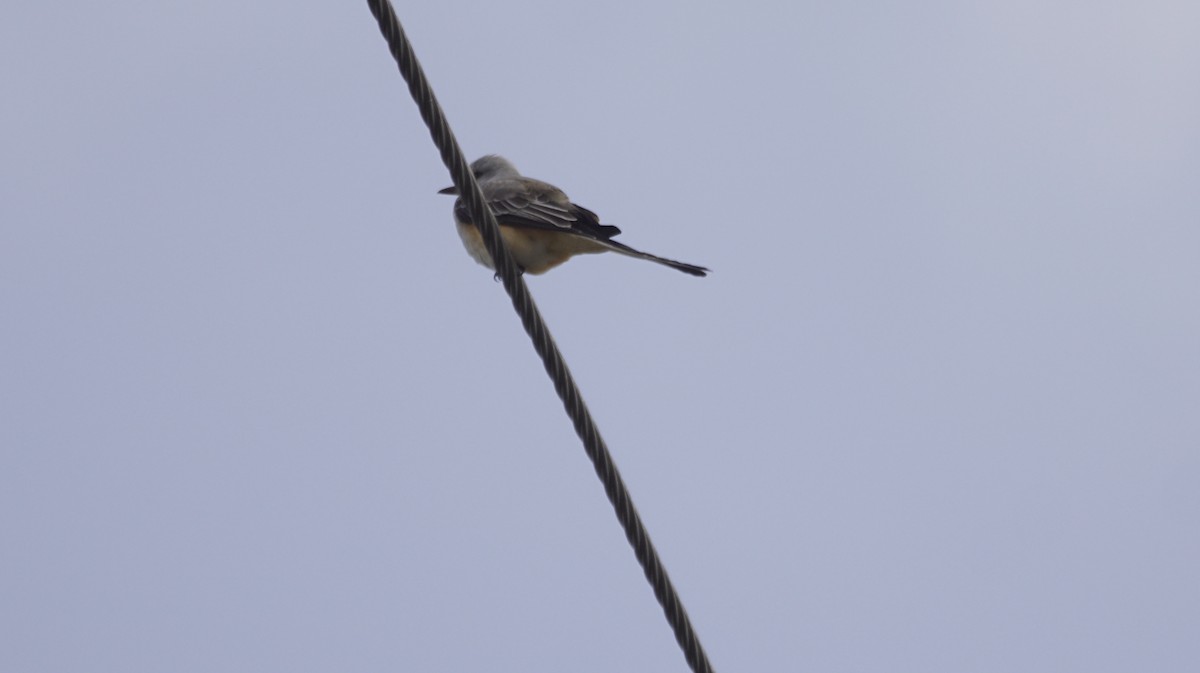 Scissor-tailed Flycatcher - ML643093170