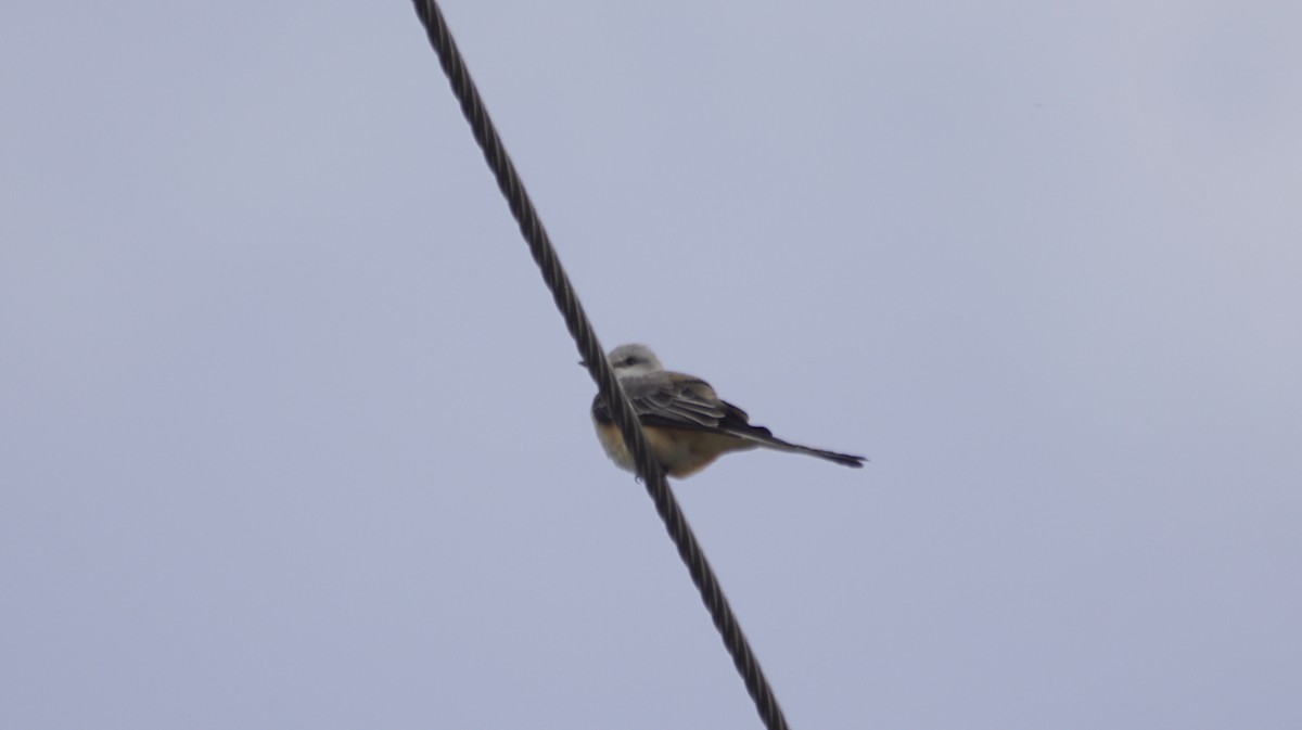 Scissor-tailed Flycatcher - ML643093171