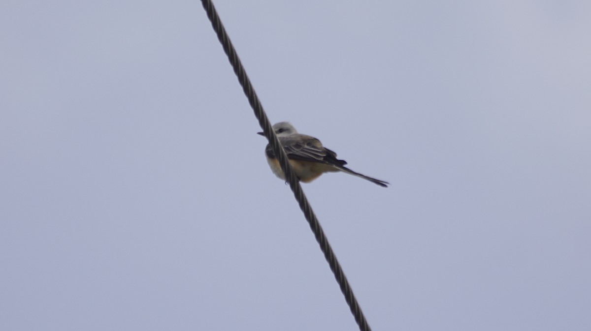Scissor-tailed Flycatcher - ML643093172