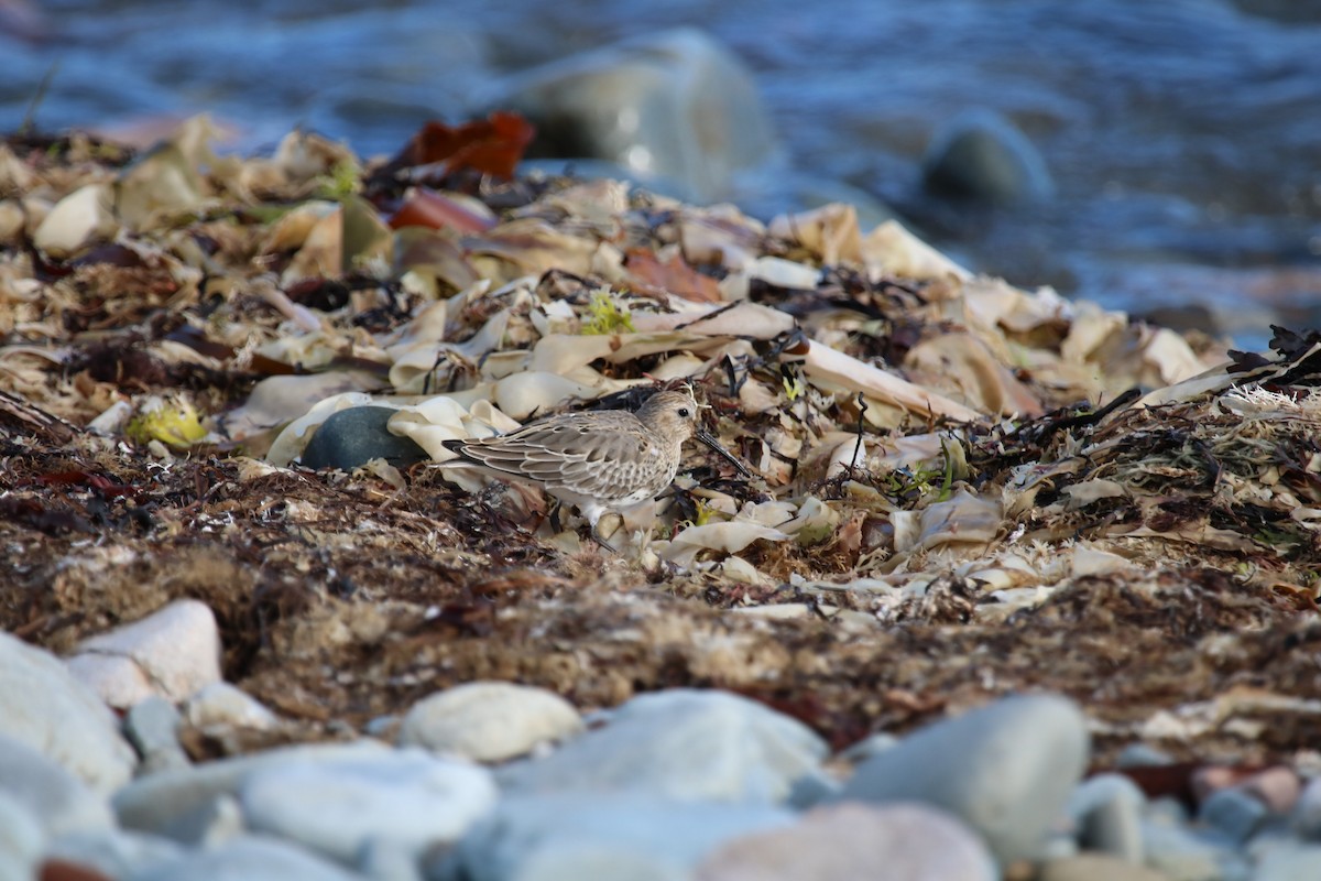 Dunlin - ML643093176