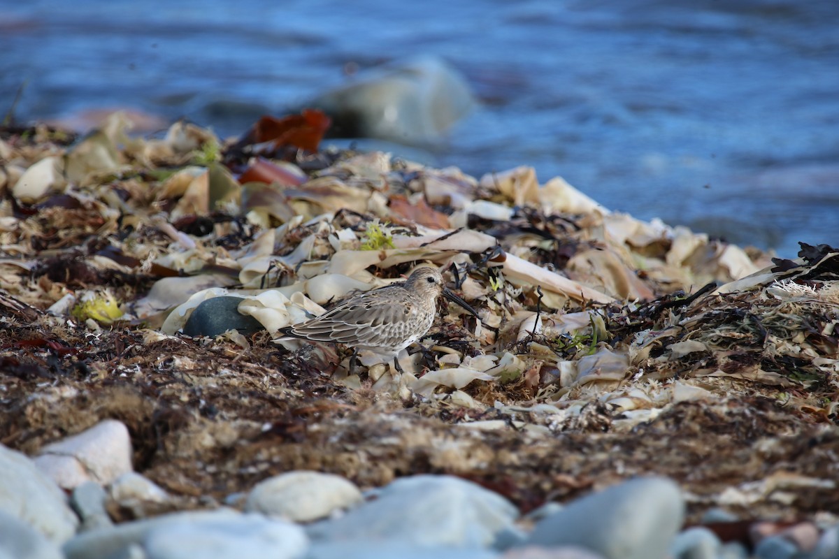 Dunlin - ML643093177