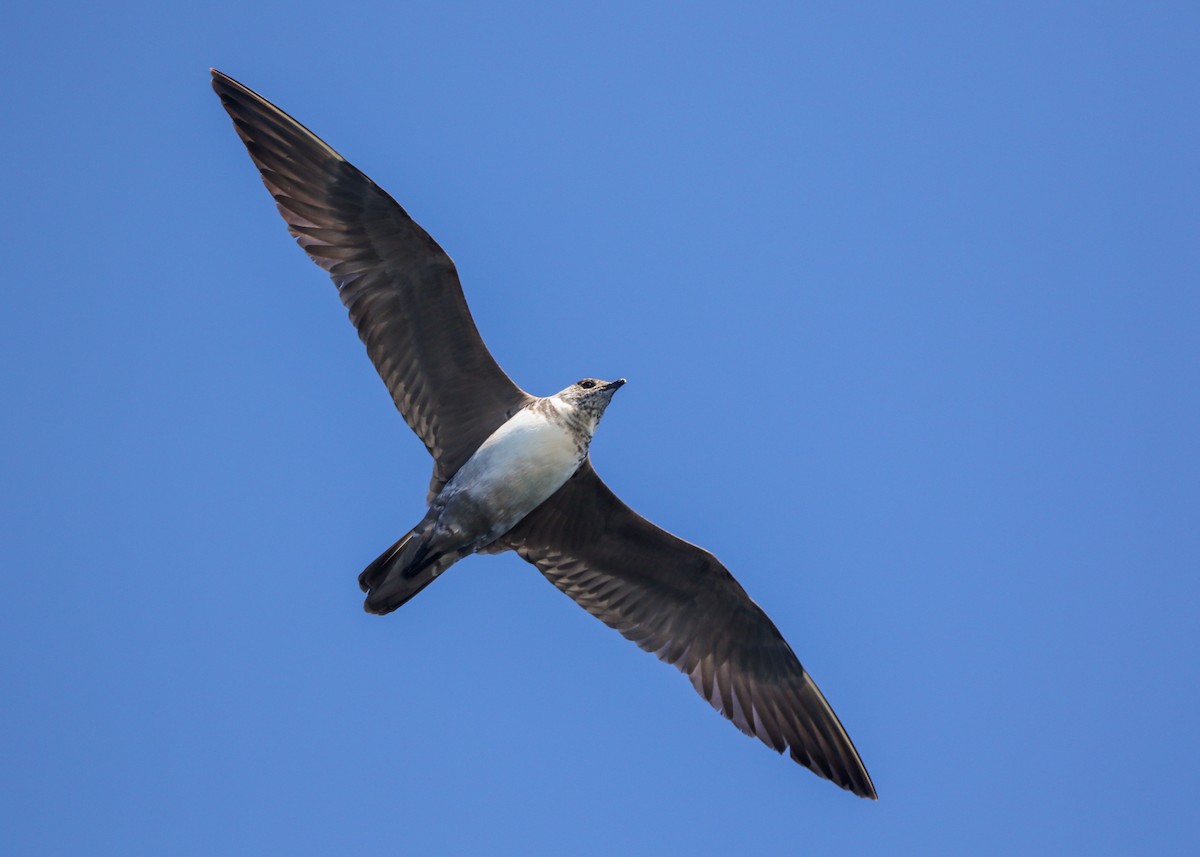 Long-tailed Jaeger - ML643093187
