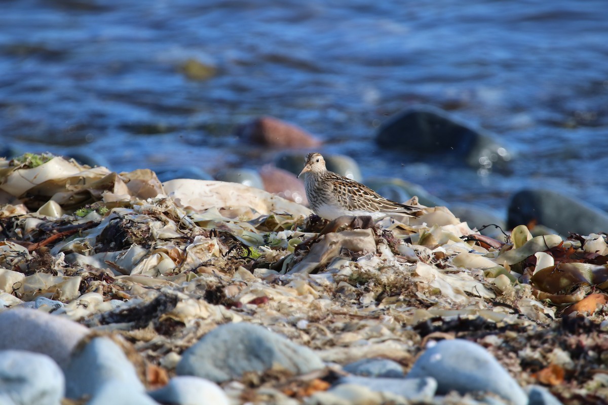 Pectoral Sandpiper - ML643093193