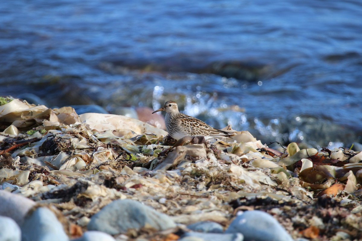 Pectoral Sandpiper - ML643093194