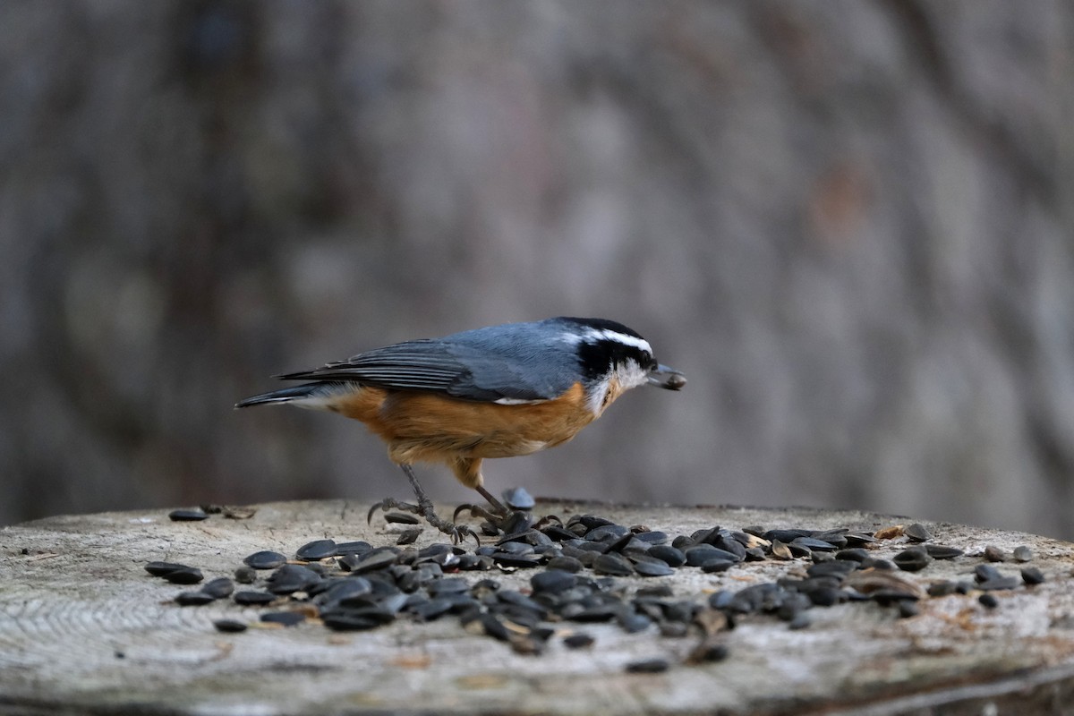 Red-breasted Nuthatch - ML643093210