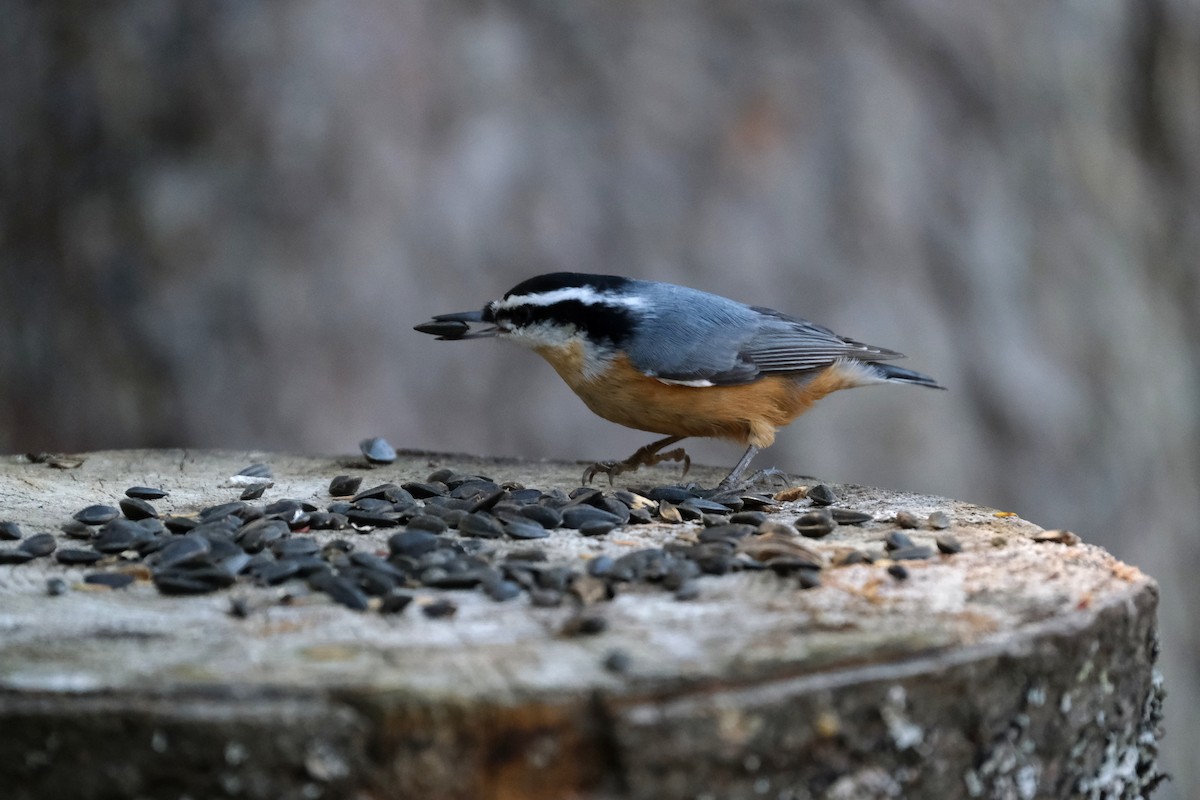 Red-breasted Nuthatch - ML643093211
