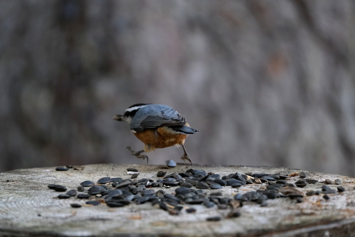 Red-breasted Nuthatch - ML643093212