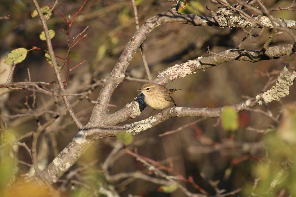 Palm Warbler (Western) - ML643093213