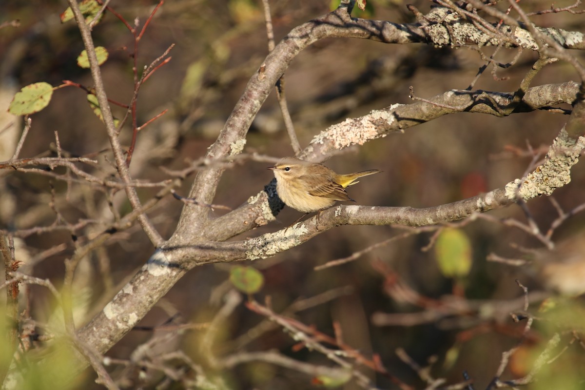 Palm Warbler (Western) - ML643093214