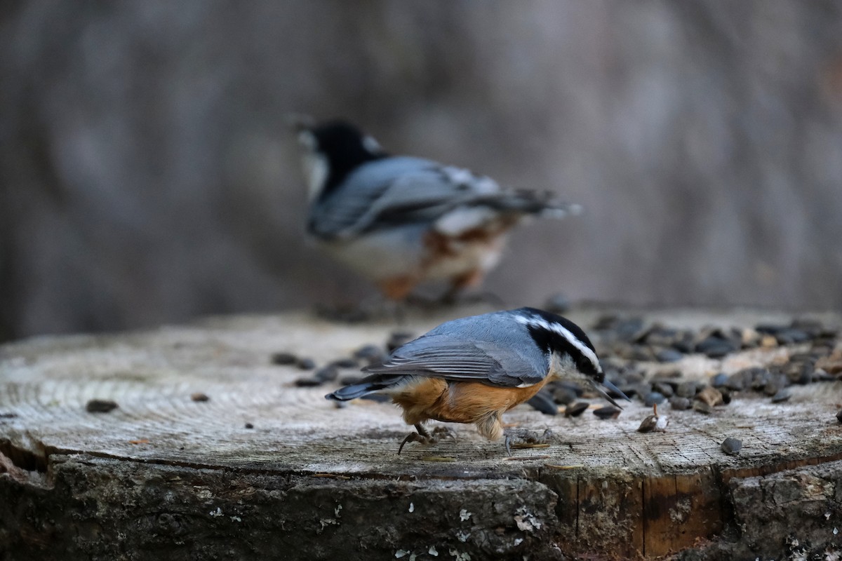 Red-breasted Nuthatch - ML643093233
