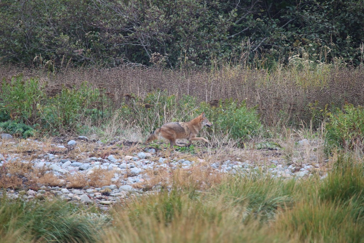 Mammals - ML643093244