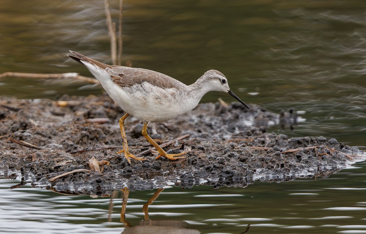 Wilson's Phalarope - ML643093250