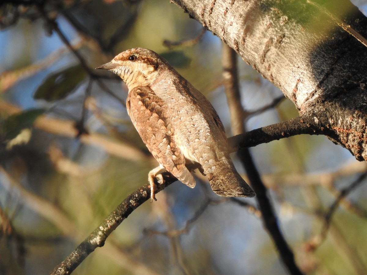 Eurasian Wryneck - ML643093252