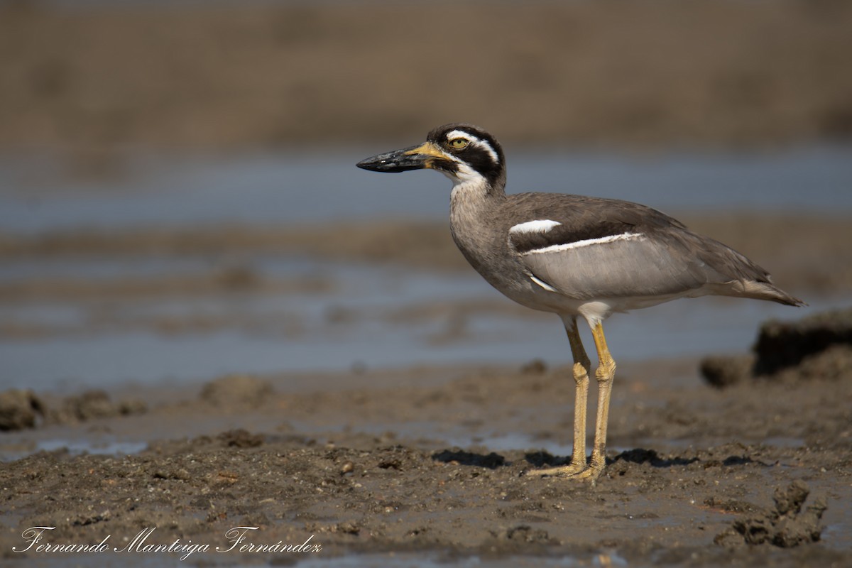 Beach Thick-knee - ML643093253