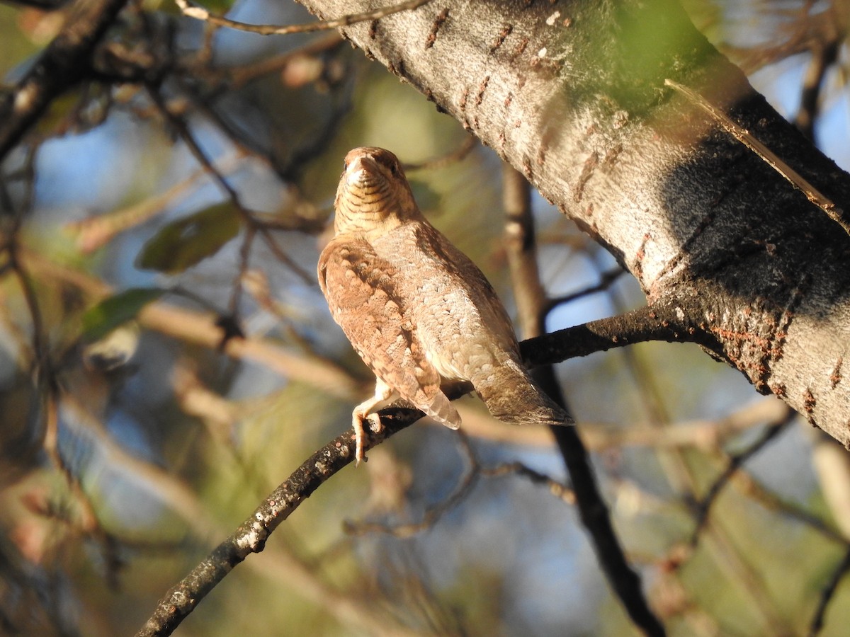 Eurasian Wryneck - ML643093254