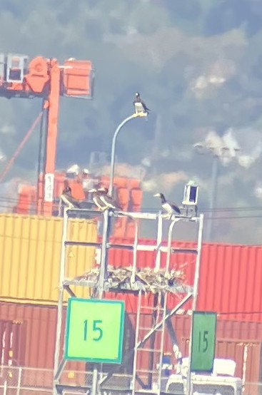 Brown Booby - ML643093259