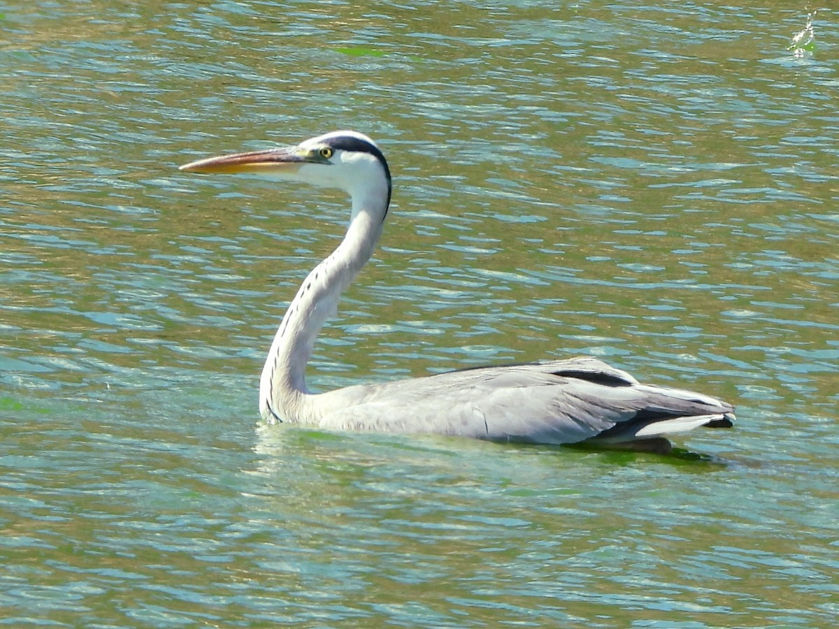 アオサギ - ML643093264