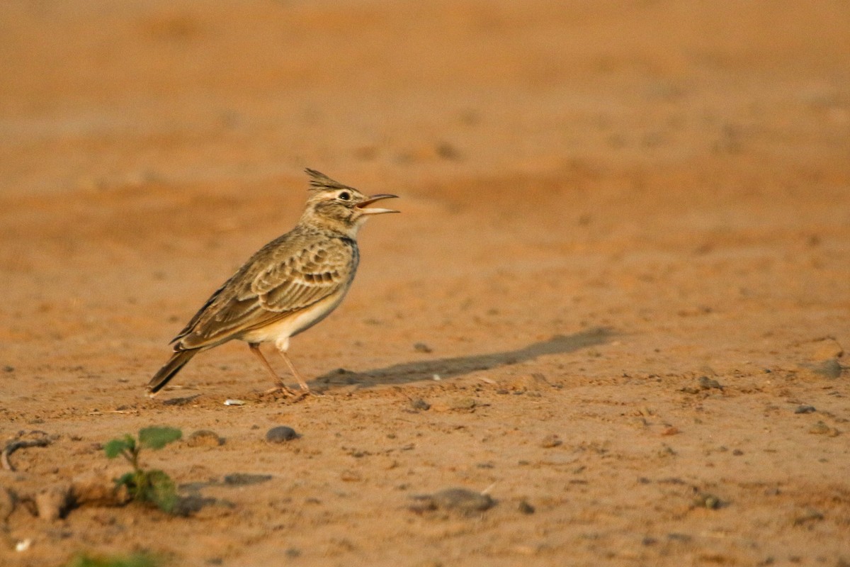 topplerke - ML643093306