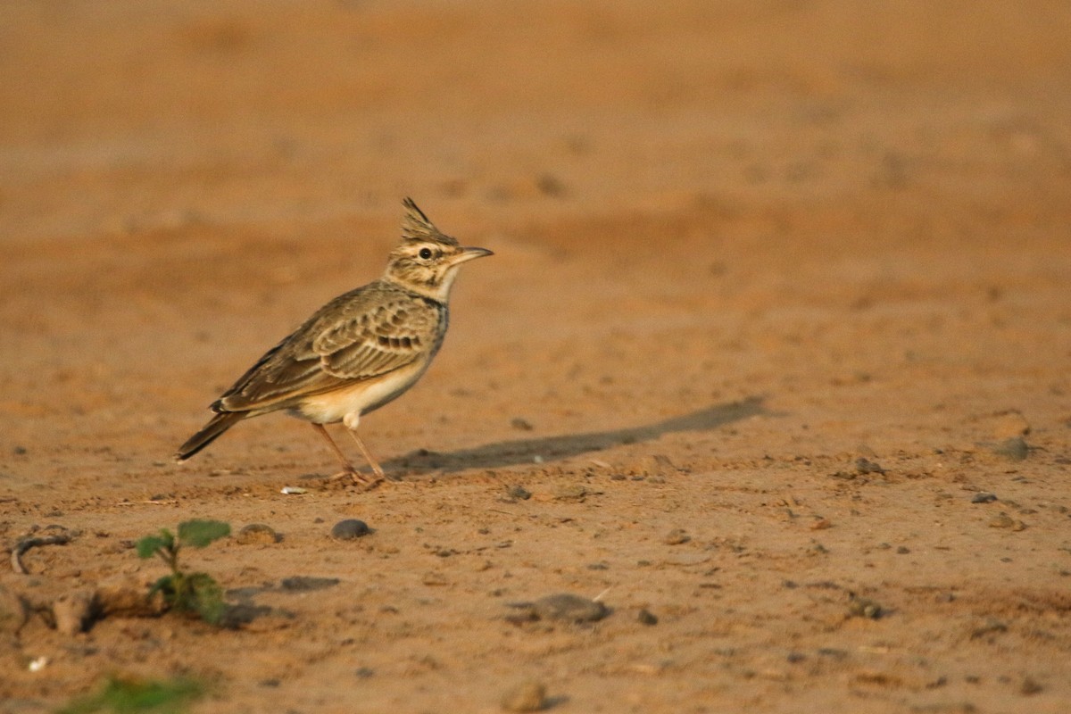 topplerke - ML643093307