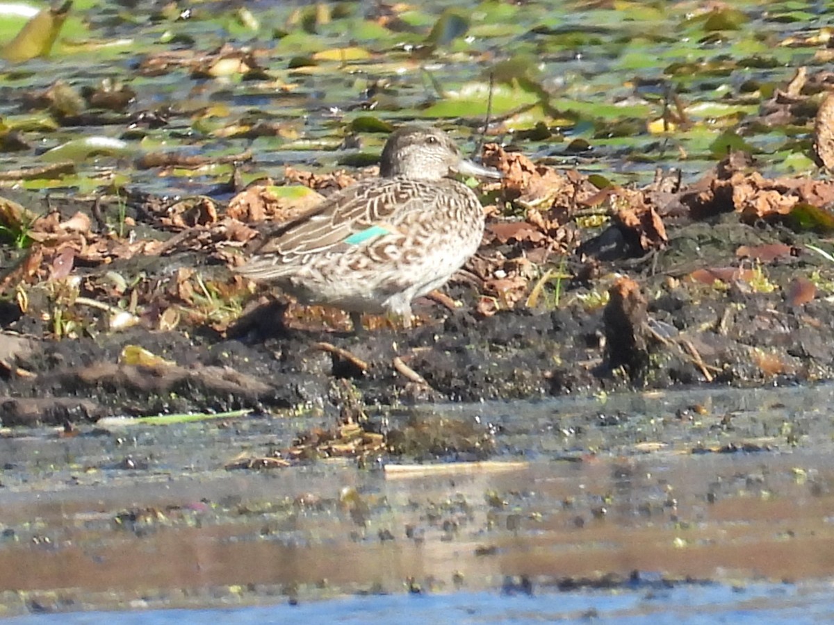 Green-winged Teal - ML643093308