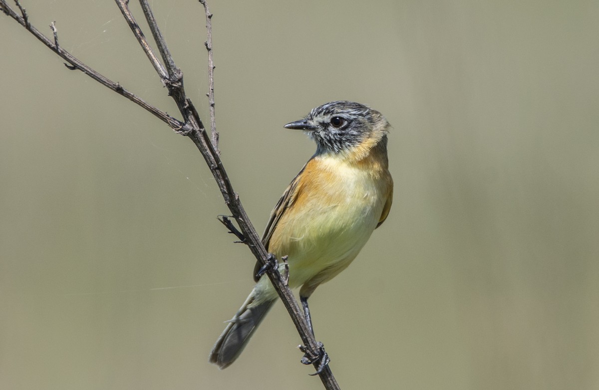 Bearded Tachuri - ML643093309