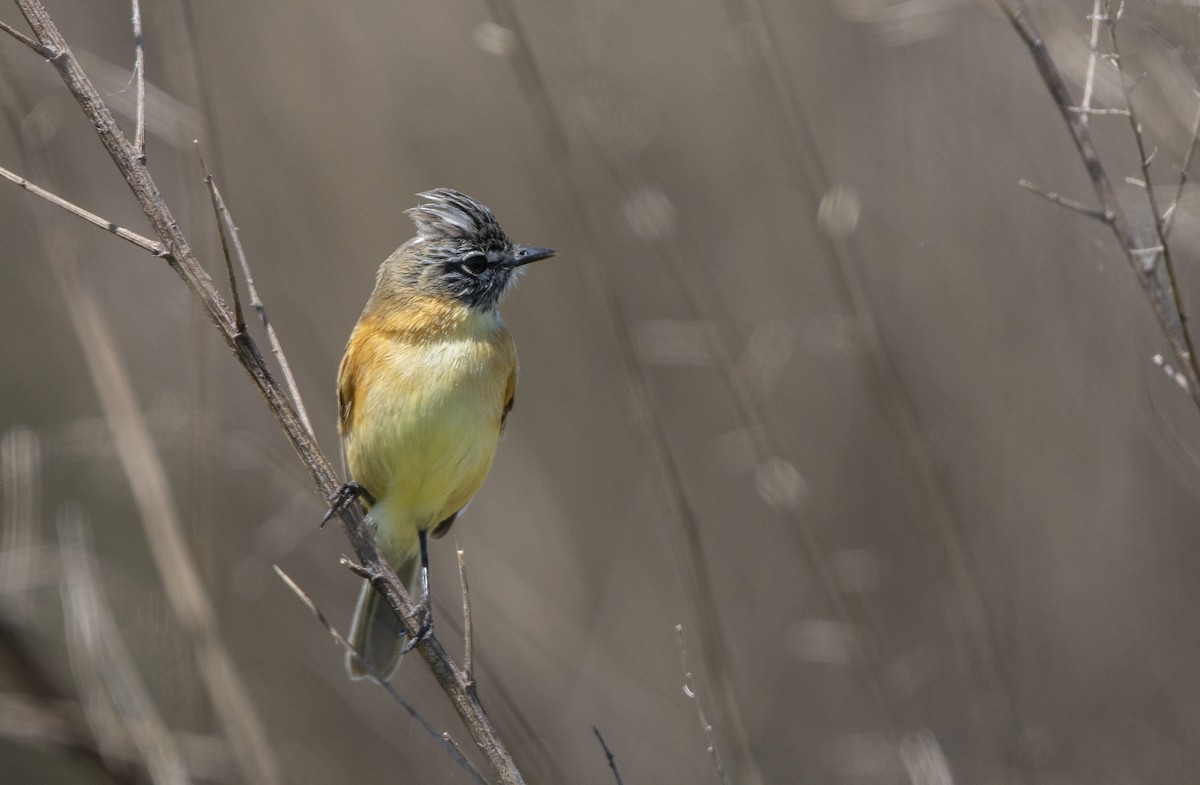 Bearded Tachuri - ML643093310